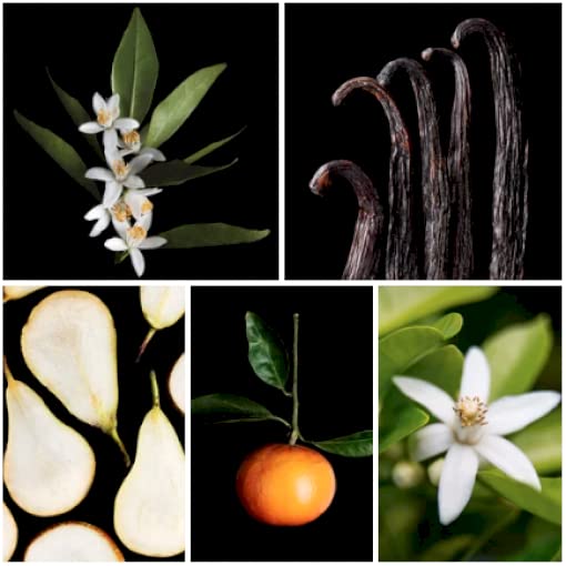 Shakira Perfumes - Dance for Women - Long Lasting - Femenine, Charming and Modern Perfume - Fruity Floral Notes - Ideal for Day Wear - 1.7 Fl Oz