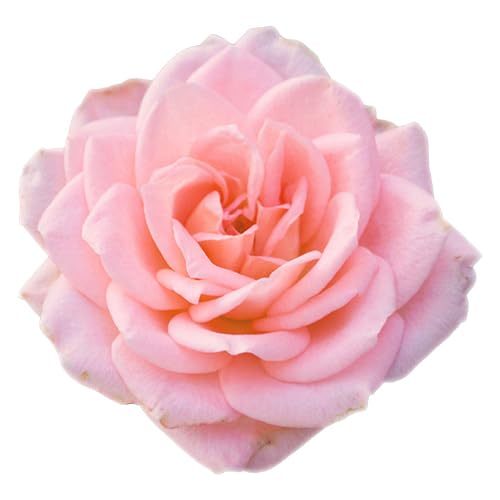 Arm & Hammer 6 Pack Liquid Hand Soap for Skin Cleaning - Cleanser for Kitchen & Bathroom with Gentle Rose Scent - Natural Hand Soap Cleanses, Softens 14 FL Oz (414ml)