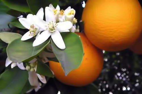 Premium Organic Moroccan Orange Blossom (Neroli) Water | 4oz Imported From Morocco | Food Grade | Packed With Natural Antioxidants | Perfect for Reviving, Hydrating and Rejuvenating Your Face and Neck