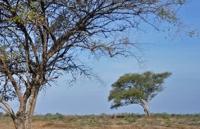 Qasil Powder Natural Leaf Powder, exfoliates, detoxifies, Helps with clogged pores and Blemishes. soap,Used as a Shampoo. (Medium 3 oz)