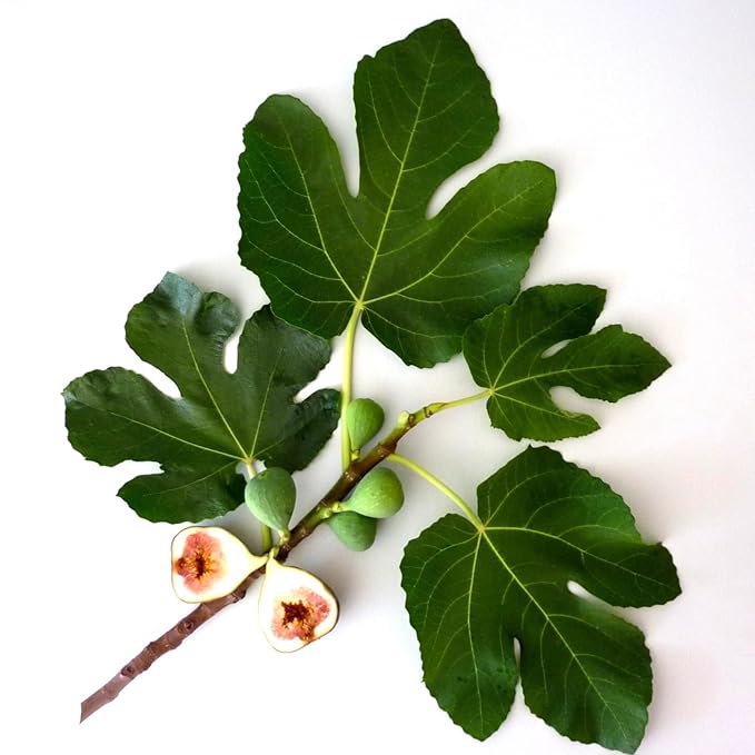 Murchison-Hume Luxury Vegan Hand Soap with Pump Dispenser, Moisturizing Hand Wash, SLS, Paraben & Cruelty-Free, 17oz (Original Fig)