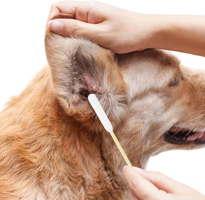 Dog Q Tips, Qtips Cotton Swabs for Dogs, 6 Inch Long, Ear Cleaning Swabs, Wound Care, 800 Count, Eco-Friendly Bamboo Cotton, Ear Care for Pets