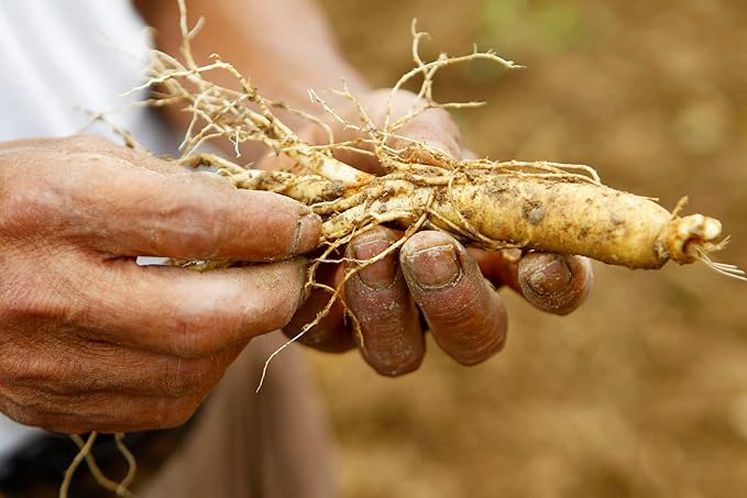 All Natural Persimmon Ginseng Deodorizing Soap with Organic Eucalyptus and Lemongrass Essential Oils