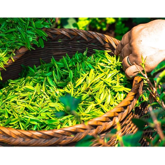 ECO amenities Travel Size Shampoo Bulk - Hotel Mini Shampoo Supplies for Guests - Refreshing Bulk Travel Size Toiletries for AirBnB and Rentals - 1.0 fl oz (30ml) per tube, 72 pack, Green Tea Scent