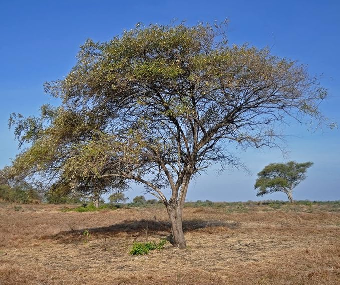 Saafi Ah Organics Qasil Powder natural leaf powder, exfoliates, detoxifies, helps with clogged pores and blemishes. soap,used as a shampoo. (small 1.5 oz)