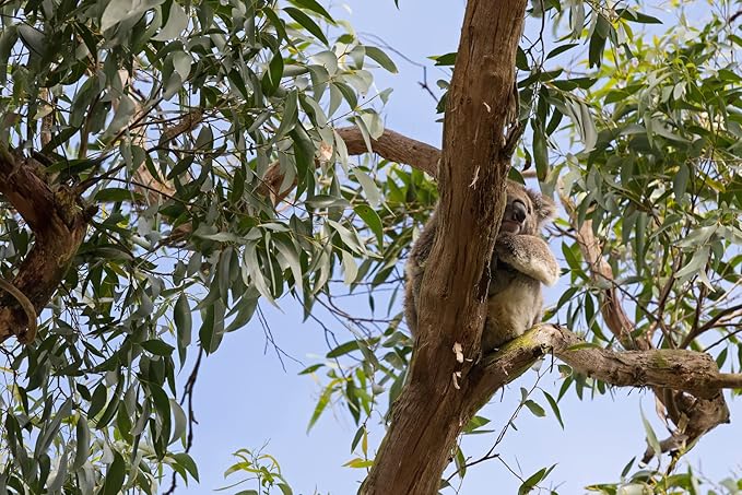 All Natural Persimmon Ginseng Deodorizing Soap with Organic Eucalyptus and Lemongrass Essential Oils