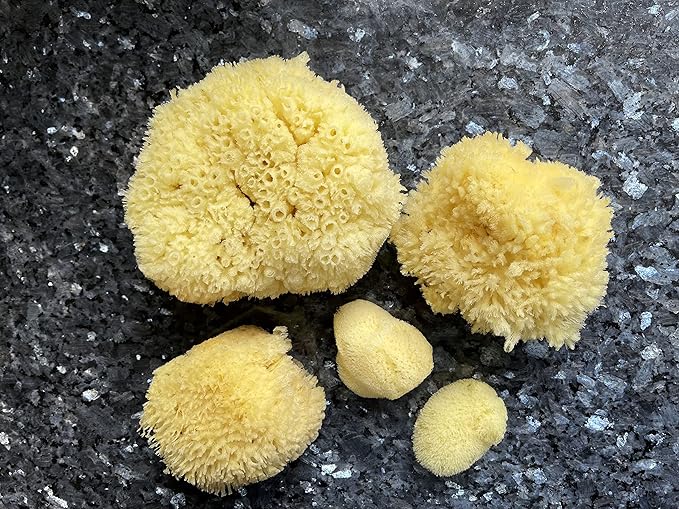 Real Natural Sea Sponges Multipack - 5pc Spa Gift Set in Premium Bag, Kind on Skin, for Bath Shower Facial Cleansing, Pamper Moms Brides Girlfriends & Teens (5 Pack Standard Packaging)